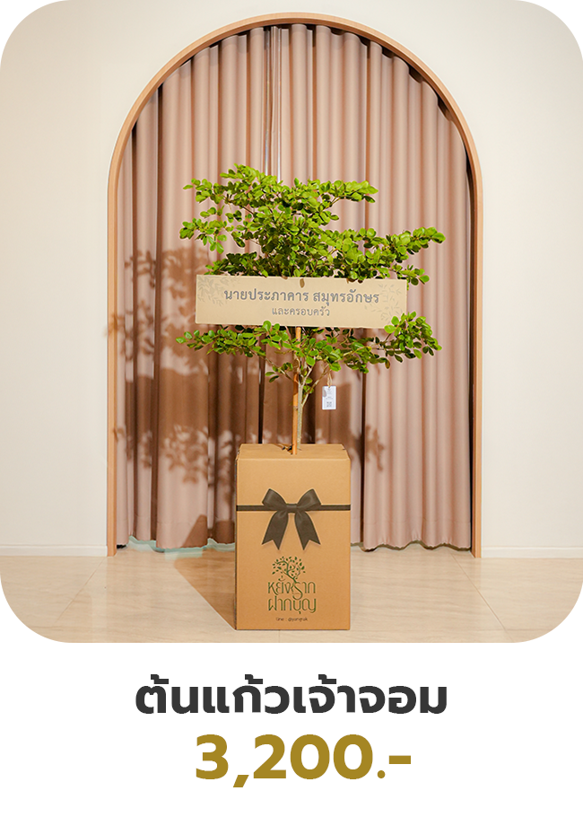 ต้นแก้วเจ้าจอม