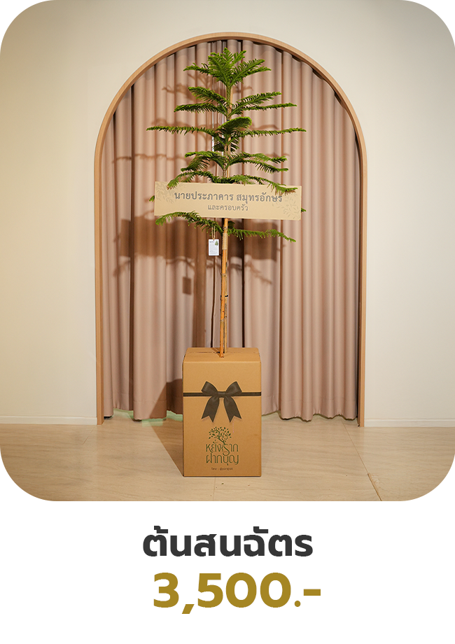 ต้นสนฉัตร