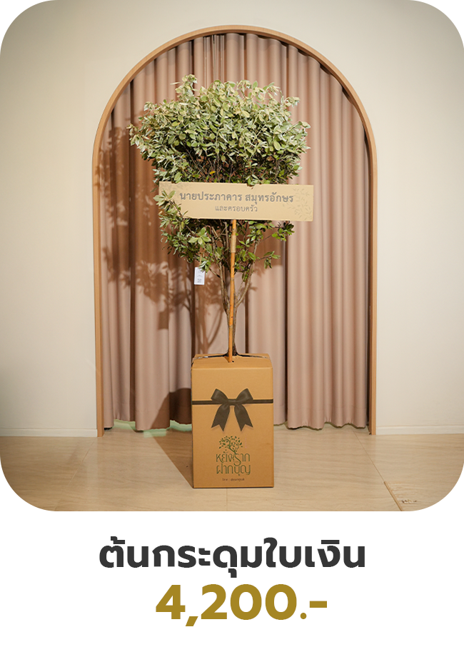 ต้นกระดุมใบเงิน