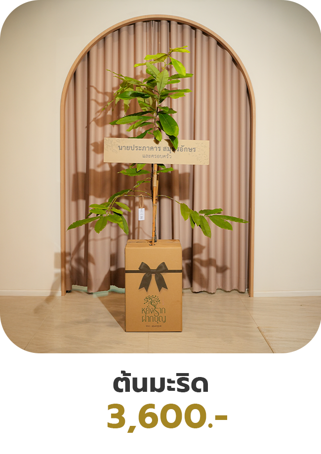 ต้นมะริด