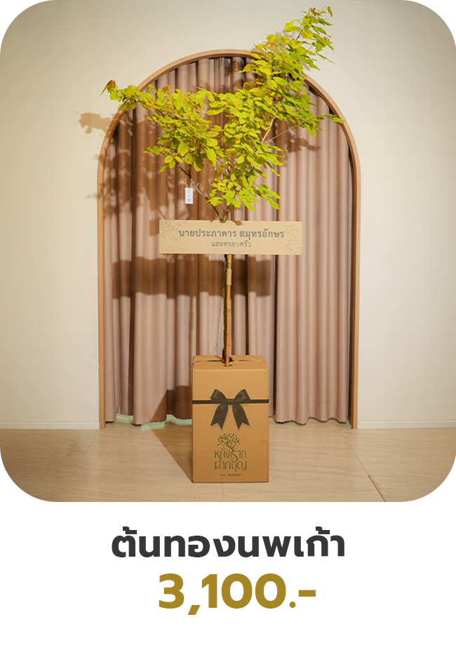 ต้นทองนพเก้า