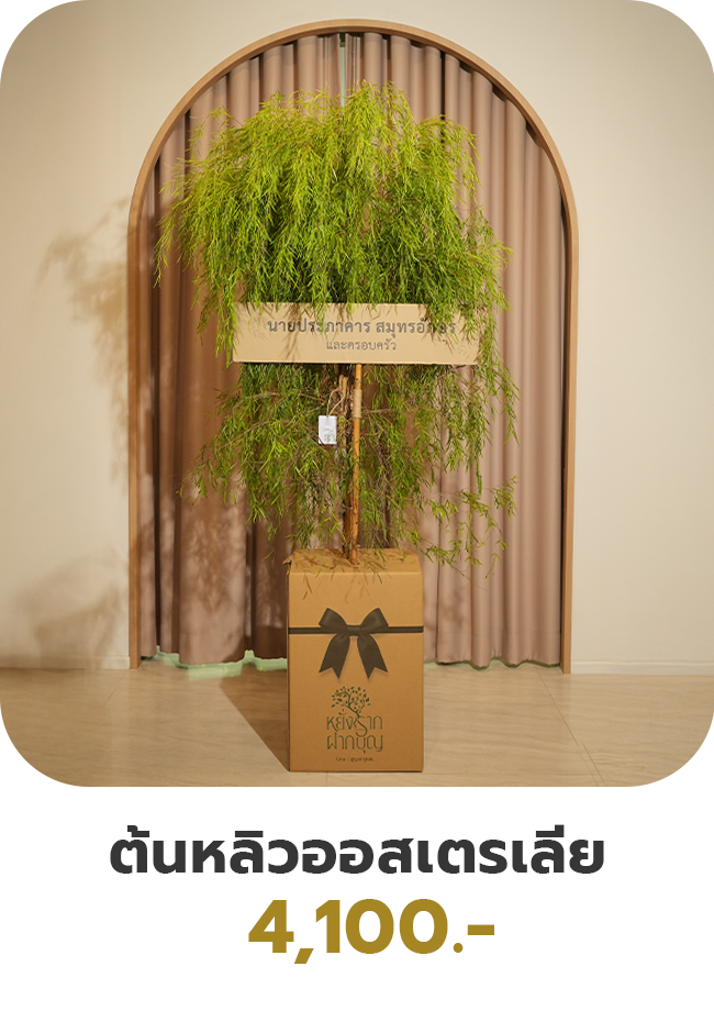 ต้นหลิวออสเตรเลีย