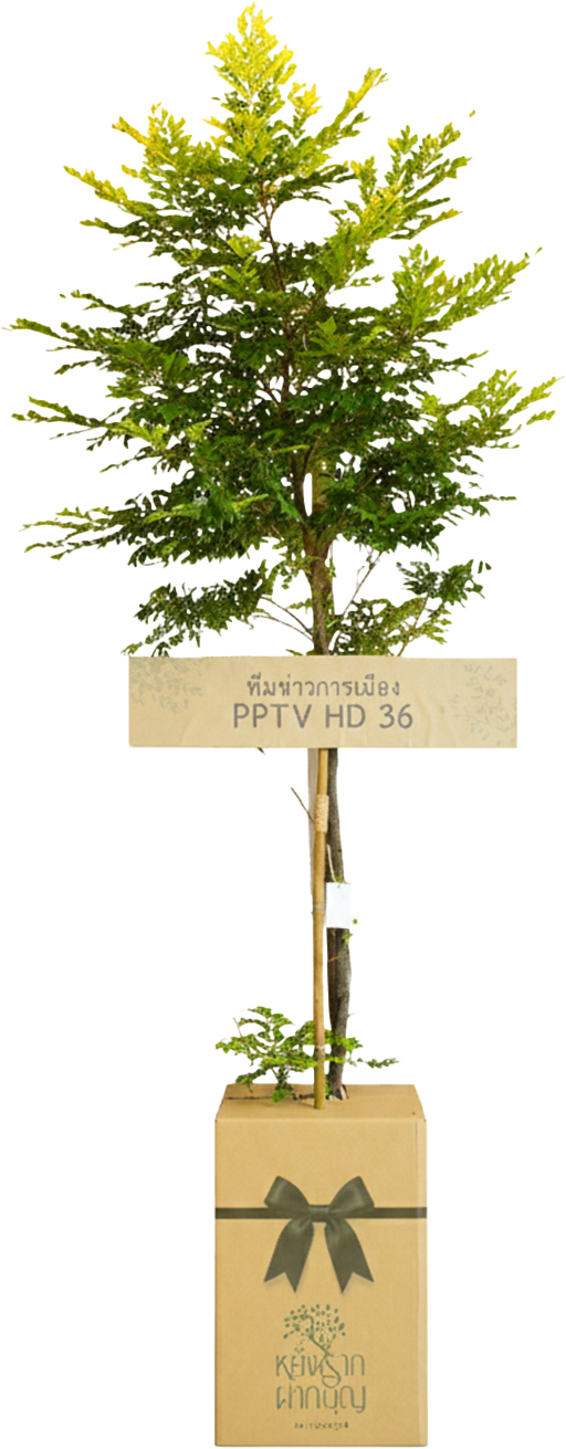 หรีดต้นไม้ หยั่งราก ฝากบุญ